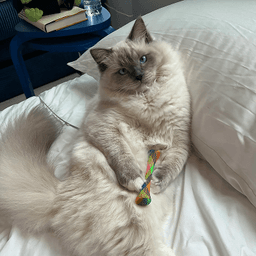 Exchanging cat photos 1