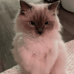 Exchanging cat photos 2