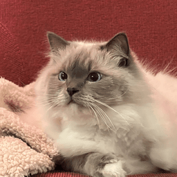 Exchanging cat photos 3